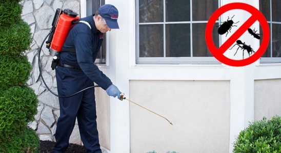 Pazarlar Kene İlaçlama böcek ilaçlama ve haşere kontrolü — ilaclama-tr.com